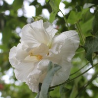 Hibiscus mutabilis L.